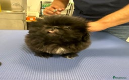 Pekingese dogs for sale: LAST PEKINGESE GIRL AVAILABLE FULLY VACCINATED - Image 3