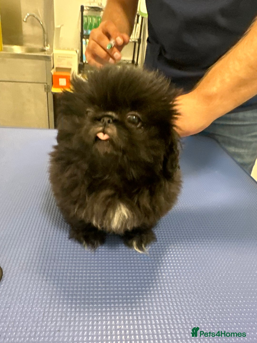 Pekingese dogs for sale: LAST PEKINGESE GIRL AVAILABLE FULLY VACCINATED - Image 3