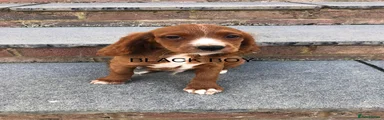 Black boy 