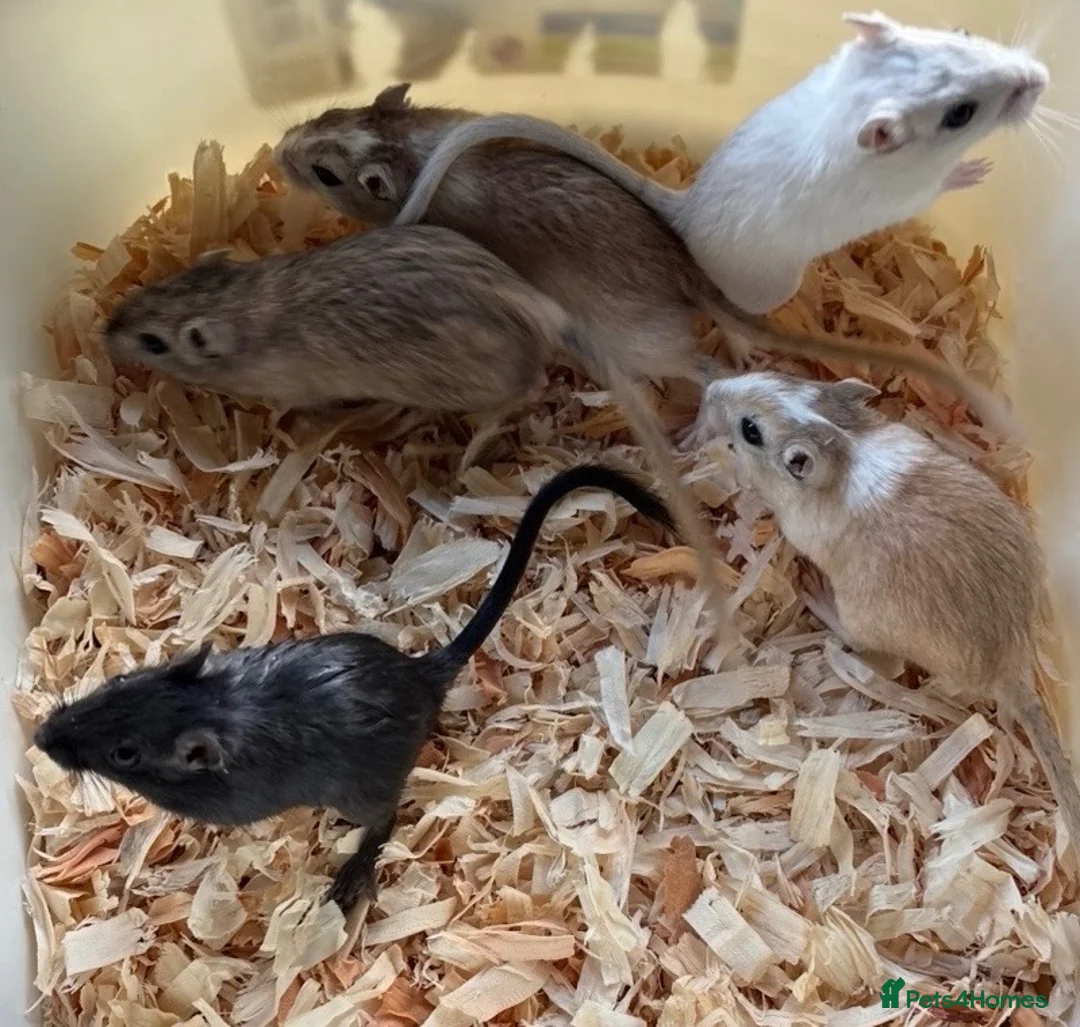 Gerbil rodents for sale: Baby gerbils super friendly and handled   - Advert 2