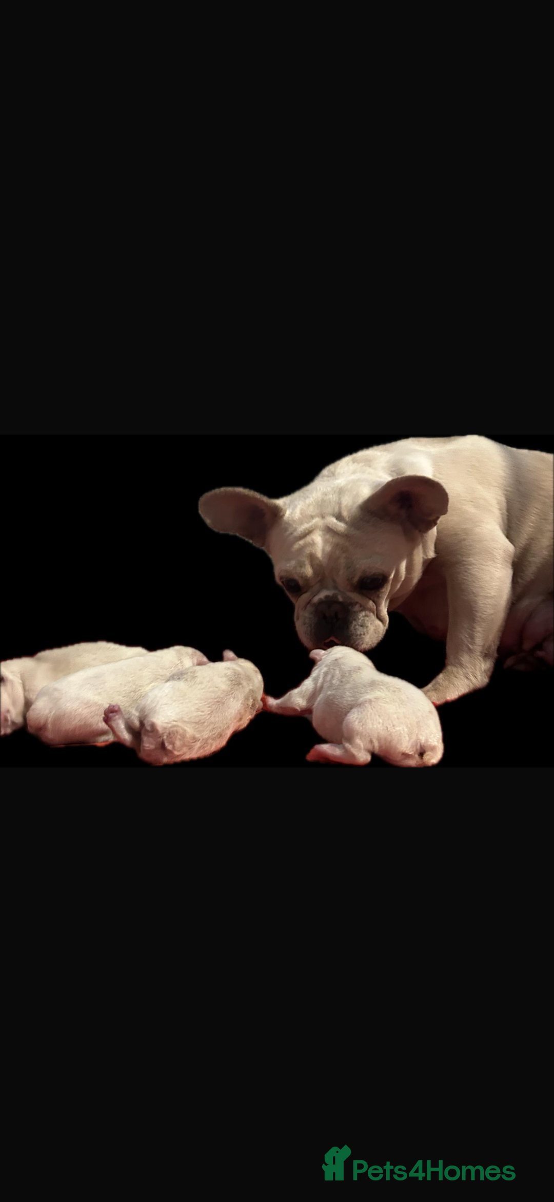 French Bulldog dogs for sale: ⚡️🐾 4 adorable French bulldog puppies 🐾⚡️ - Image 1