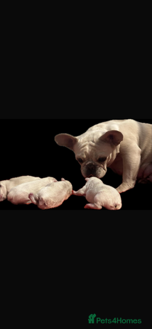 French Bulldog dogs - Advert 2