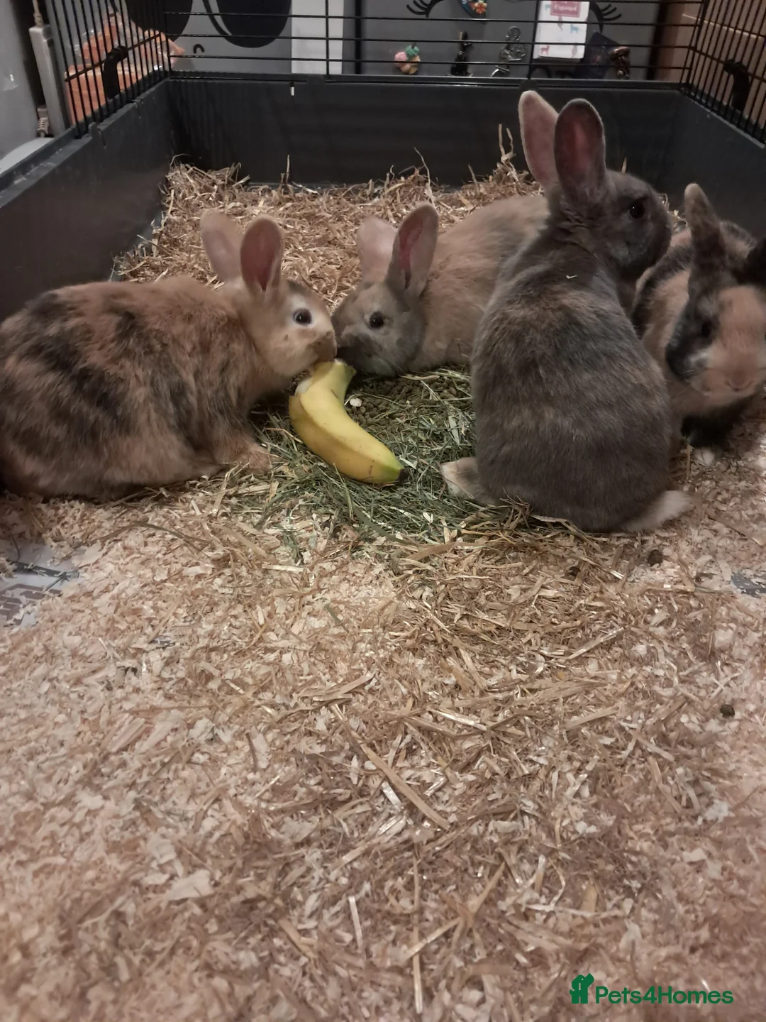 Mixed Breed rabbits for sale: Gorgeous lop x bunnies available  - Advert 7