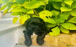 Cockapoo dogs for sale: Beautiful Cockapoo Puppies - Image 10