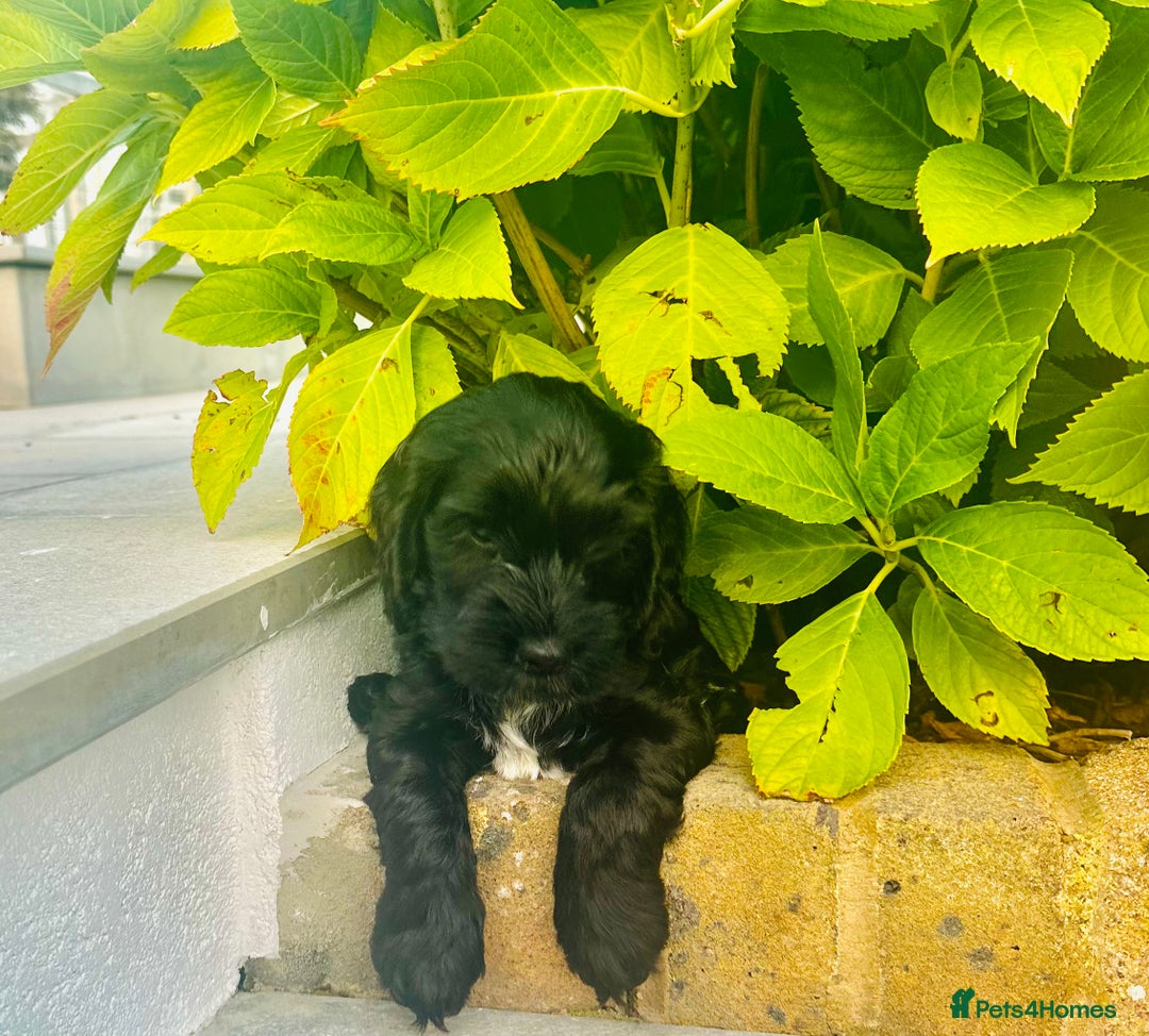 Cockapoo dogs for sale: Beautiful Cockapoo Puppies - Image 10