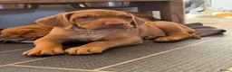 Hungarian Vizsla dogs for sale: Dual purpose Hungarian wirehaired Vizsla puppies - Advert 1