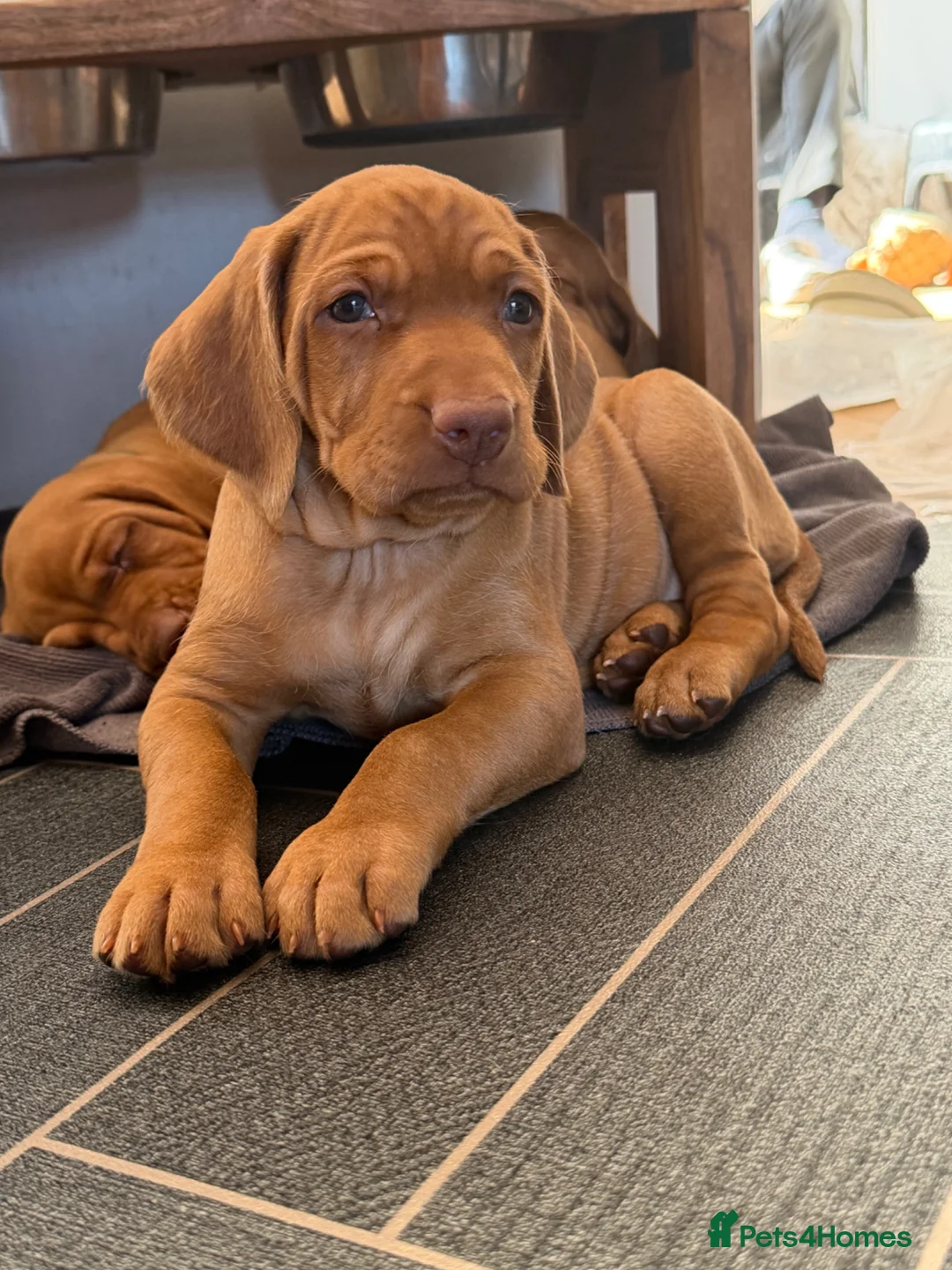 Hungarian Vizsla dogs for sale: Dual purpose Hungarian wirehaired Vizsla puppies - Advert 1