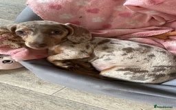 Miniature Dachshund dogs for sale: Miniature dachshund - Image 3
