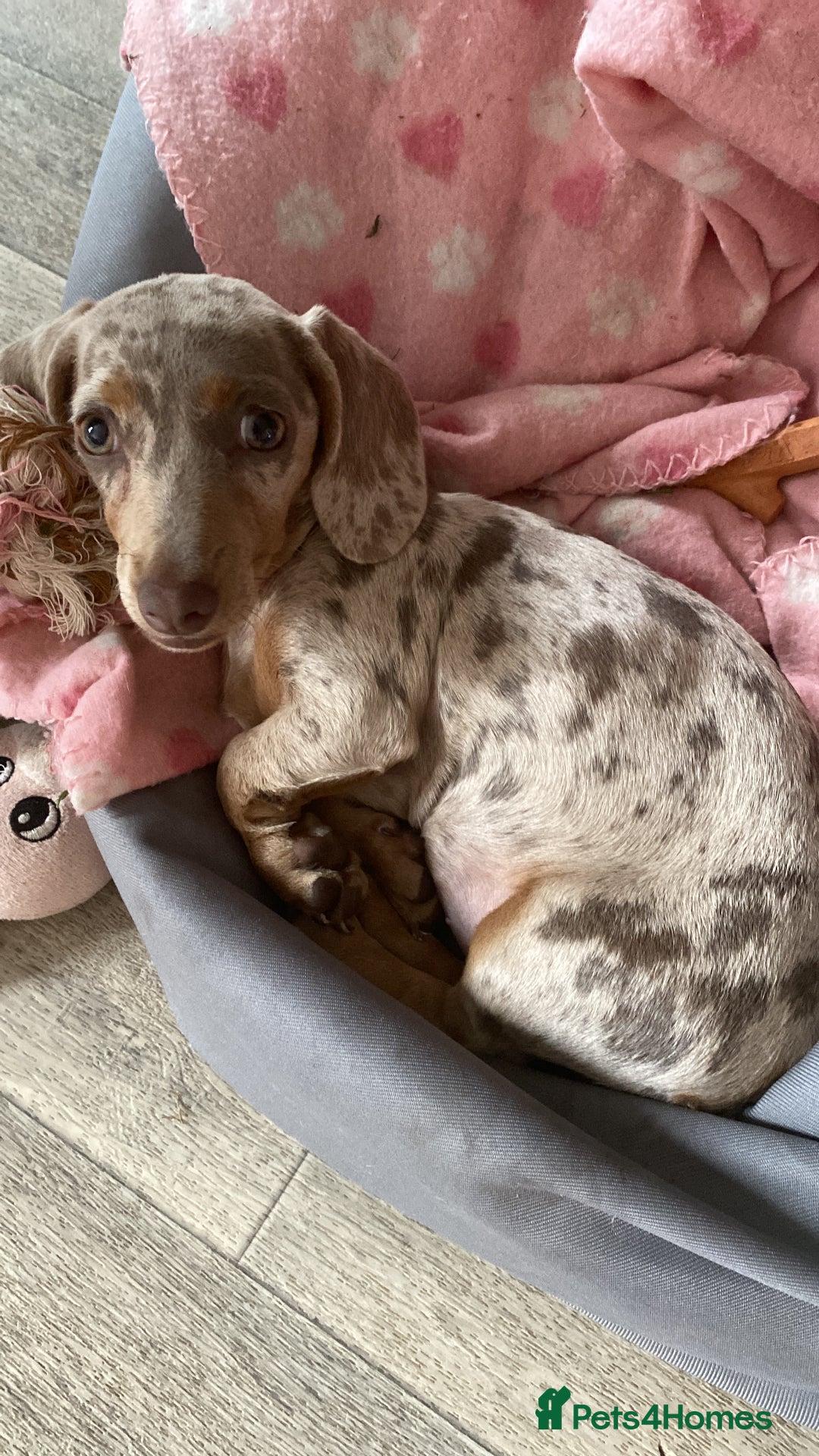 Miniature Dachshund dogs for sale: Miniature dachshund - Image 3