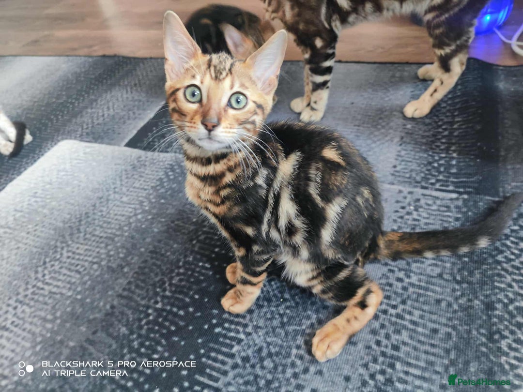 Bengal cats for sale: Three Beautiful Bengal Kittens For Sale - Image 4