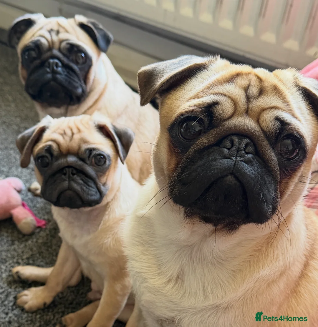 Pug dogs for sale: 8 month old Pug puppy - Advert 5