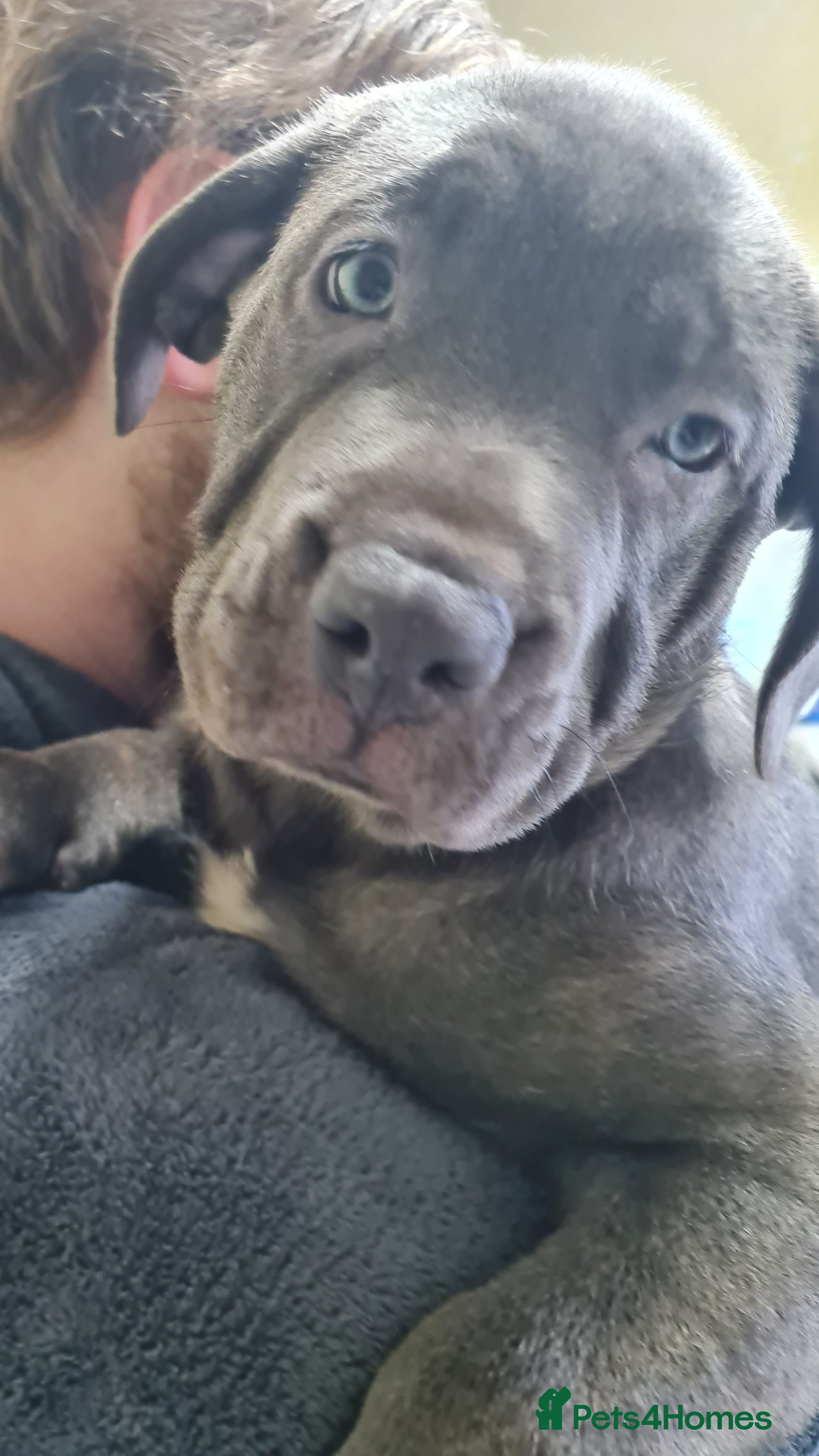 Mixed Breed dogs Presa x cane corso  - Advert 7