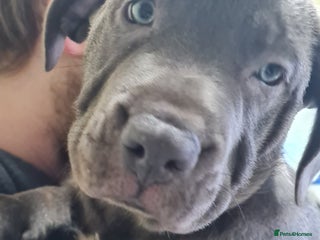 Mixed Breed dogs Presa x cane corso - Advert 7