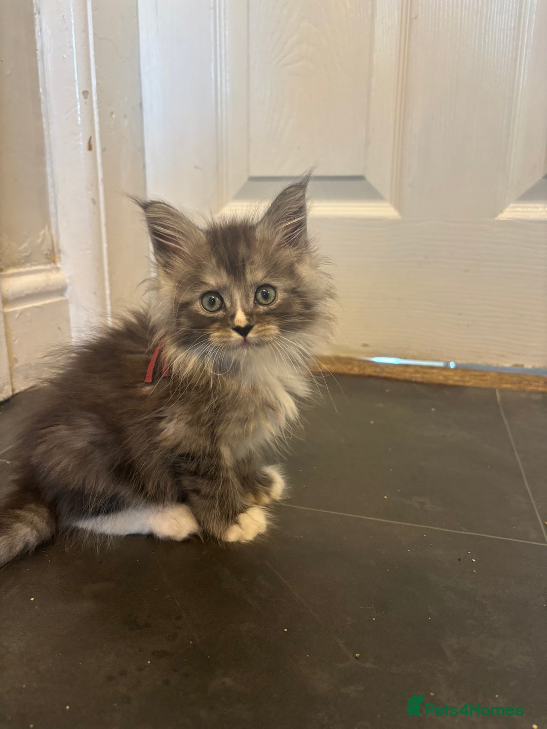 Maine Coon cats for sale: MAINE COON KITTENS SOME POLYDACTYL  - Image 7