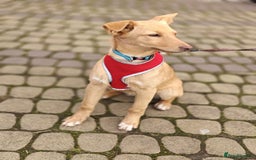 Mixed Breed dogs for adoption: ❤️Hope&Joy — two 7(8) months small sisters❤️ - Advert 17