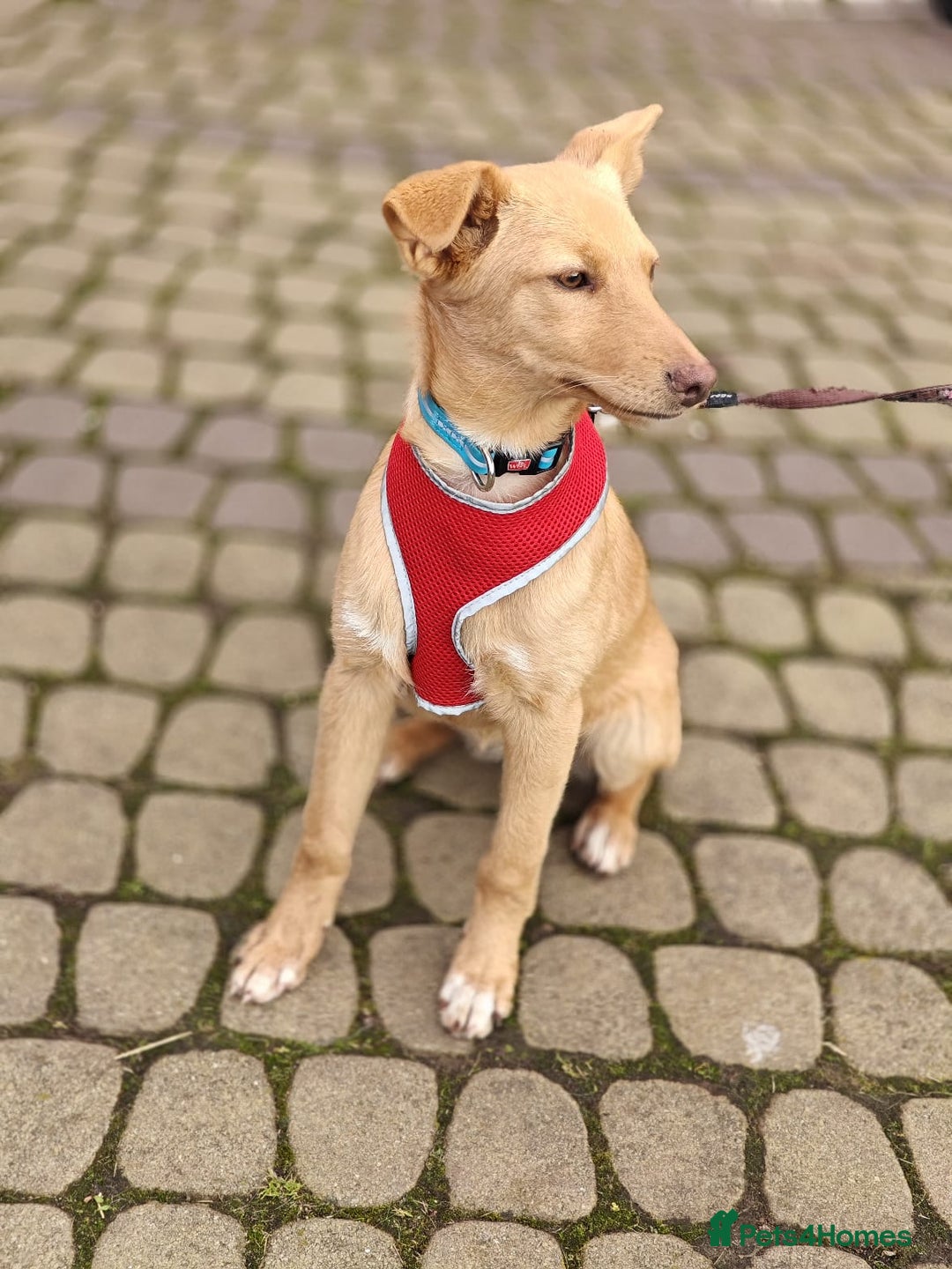 Mixed Breed dogs for adoption: ❤️Hope&Joy — two 7(8) months small sisters❤️ - Advert 17