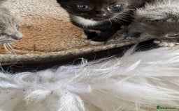 Mixed Breed cats for sale: Kittens for sale - Image 5