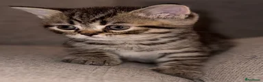 Tabby girl