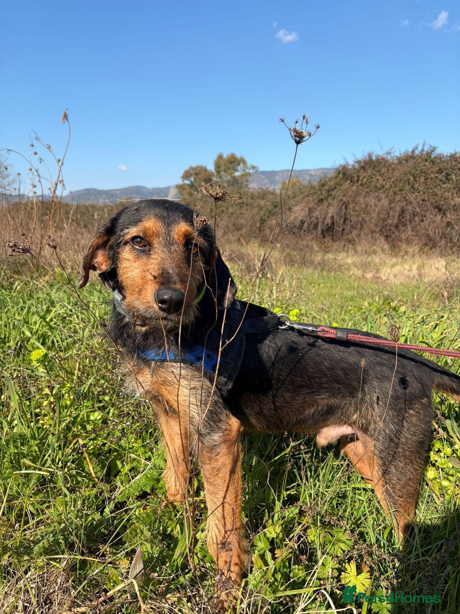 Mixed Breed dogs for sale: Ronnie & Reggie   - Advert 11