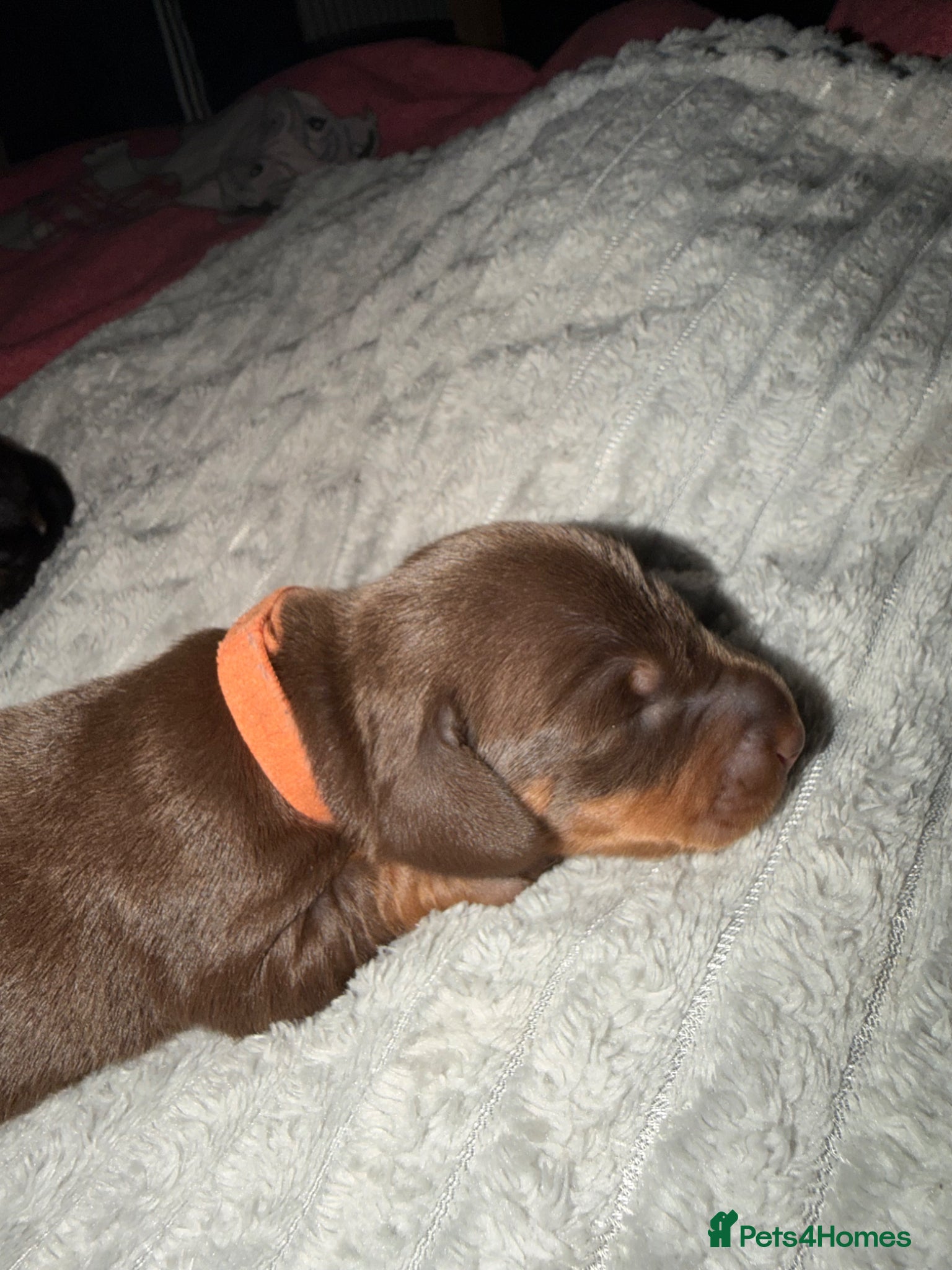 Dachshund Puppy 2