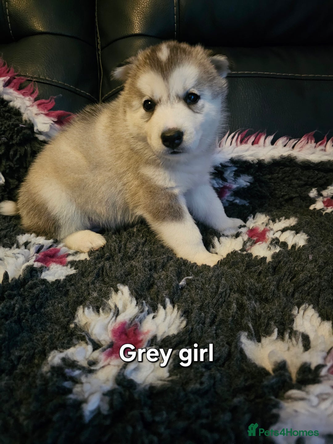 Siberian Husky dogs for sale: 5 beautiful siberian husky fur babies - Advert 24