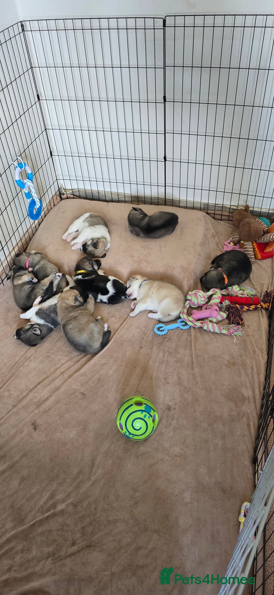 Mixed Breed dogs for sale: Northern Inuit cross American akita  - Image 34