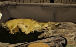 Chihuahua dogs for sale: Male Puppy Long haired Fawn and Sable Chihuahuas  - Advert 16