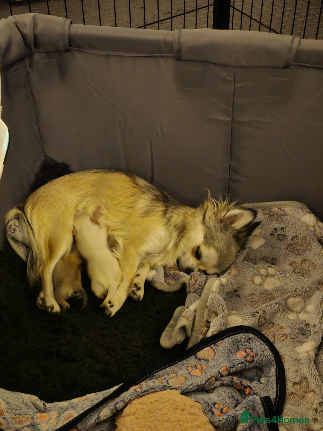 Chihuahua dogs for sale: Male Puppy Long haired Fawn and Sable Chihuahuas  - Advert 16