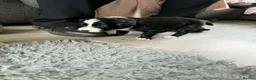 Border Collie dogs for sale: Beautiful border collie pups  - Advert 4