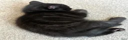 Mixed Breed cats for sale: Tabby kittens  in Abingdon - Advert 20
