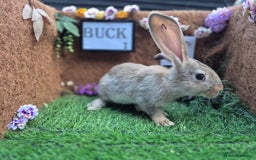 Continental Giant rabbits for sale: Pure Continental Giant Vaccinated  - Image 2
