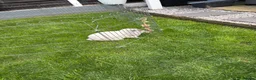 English Lop rabbits for sale: Male rabbit - Advert 4