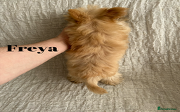 Yorkshire Terrier dogs for sale: Adorable Golddust Yorkshire Terrier Puppies - Image 14