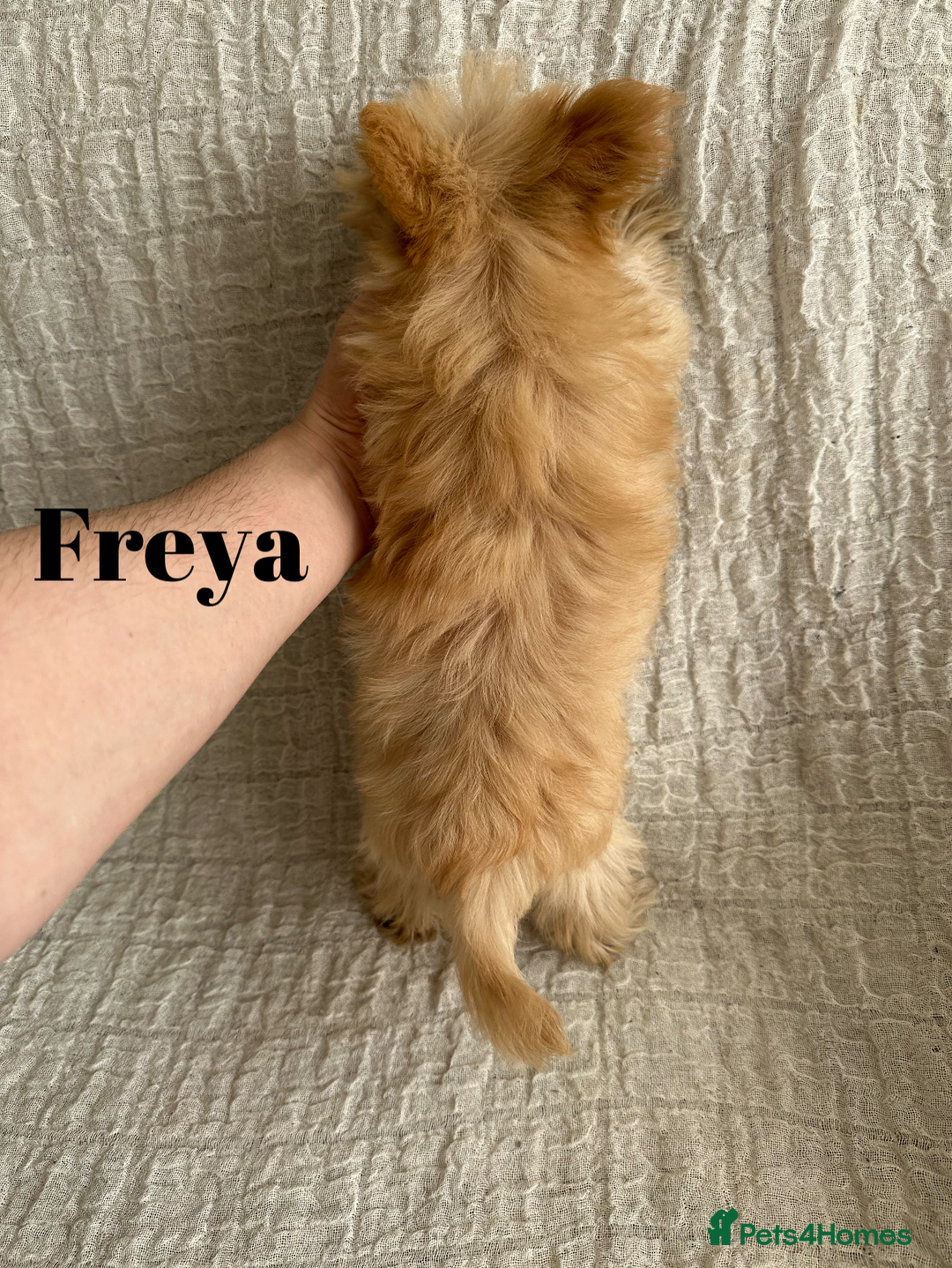 Yorkshire Terrier dogs for sale: Adorable Golddust Yorkshire Terrier Puppies - Image 14