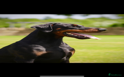 Dobermann dogs for sale: *Stunning Top/Best Bloodline Dobermanns For Sale* - Image 24