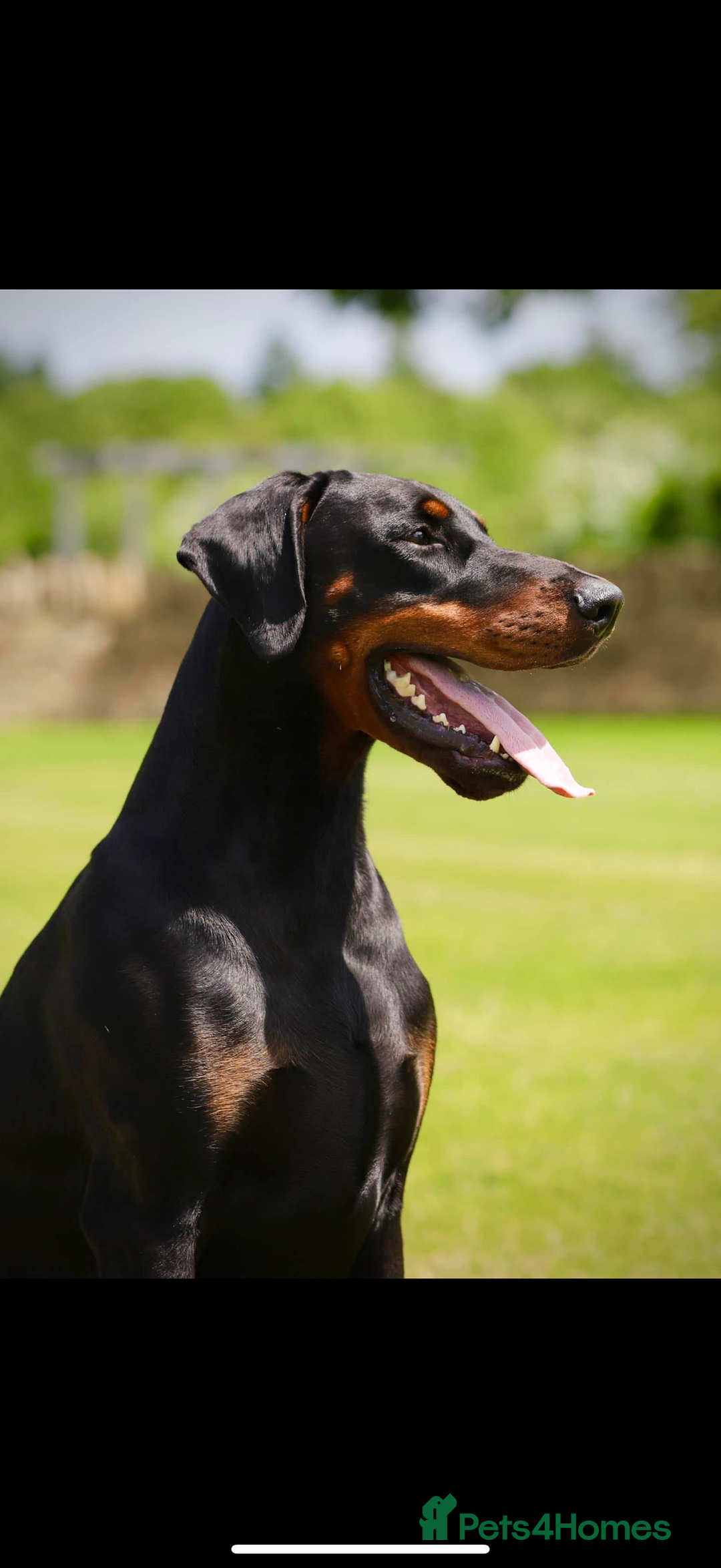 Dobermann dogs for sale: *Stunning Top/Best Bloodline Dobermanns For Sale* - Image 24