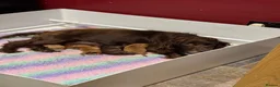 Cocker Spaniel dogs for sale: Working Cocker Spaniel Puppies - Advert 7