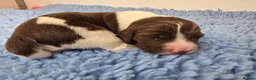 English Springer Spaniel dogs for sale: KC Health Tested, Home Reared 5 ⭐️ Liver Pups - Advert 6