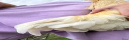 Chickens poultry for sale: Polish x Leghorn cockerel caramel and white  - Advert 8