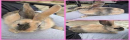 Mixed Breed rabbits for sale: Continental Giant x Lop Rabbits - Advert 2