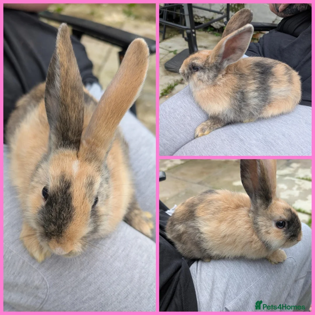 Mixed Breed rabbits for sale: Continental Giant x Lop Rabbits - Advert 2