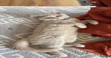 British Shorthair cats - Advert 4
