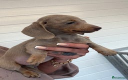 Miniature Dachshund dogs for sale: Mini Dachshund puppies for sale  - Image 5