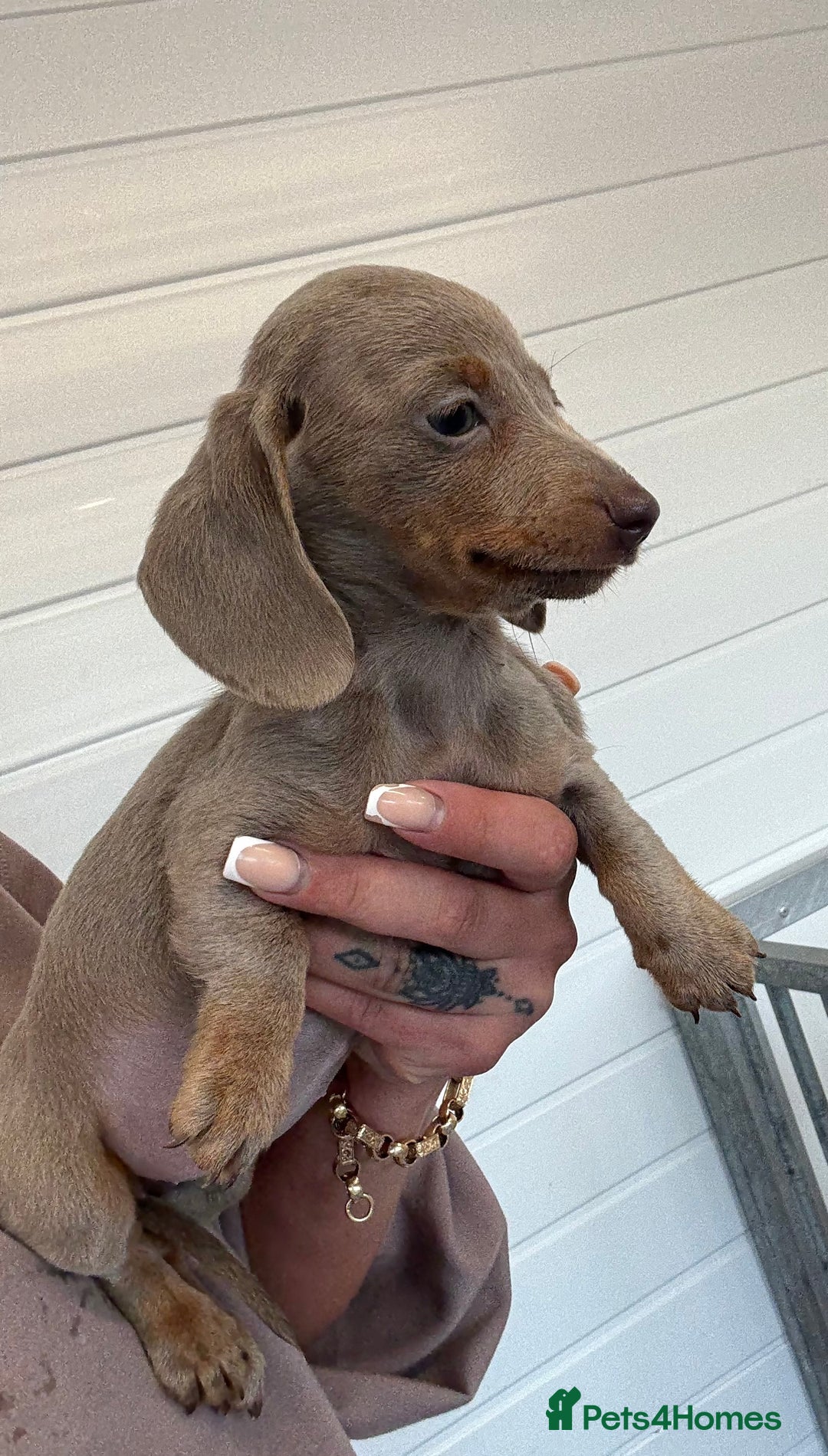 Miniature Dachshund dogs for sale: Mini Dachshund puppies for sale  - Image 5