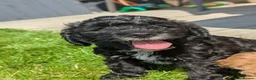 Cockapoo dogs for sale: F1 Miniature Cockapoos, Health Tested Parents - Advert 2