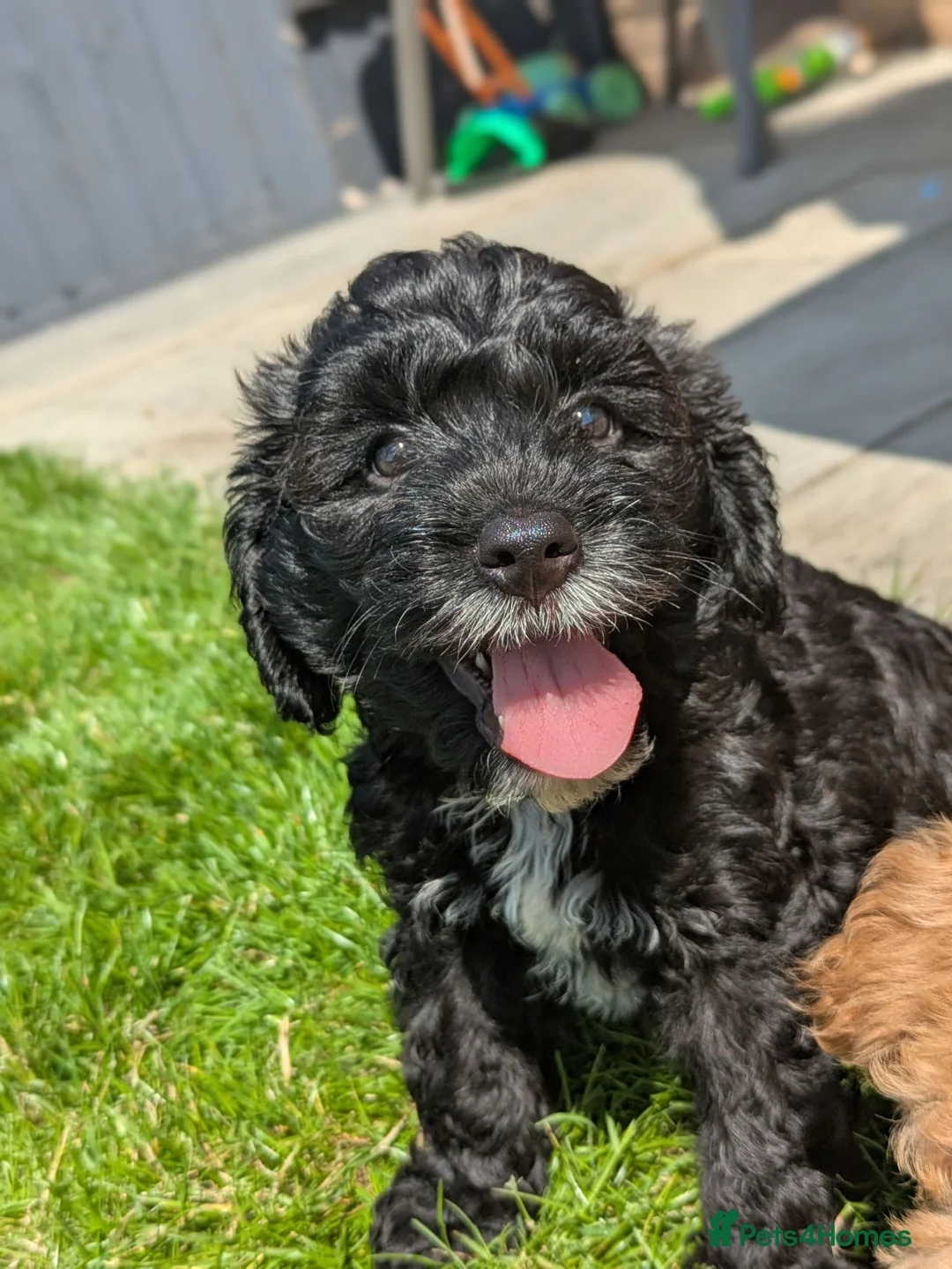 Cockapoo dogs for sale: F1 Miniature Cockapoos, Health Tested Parents - Advert 2
