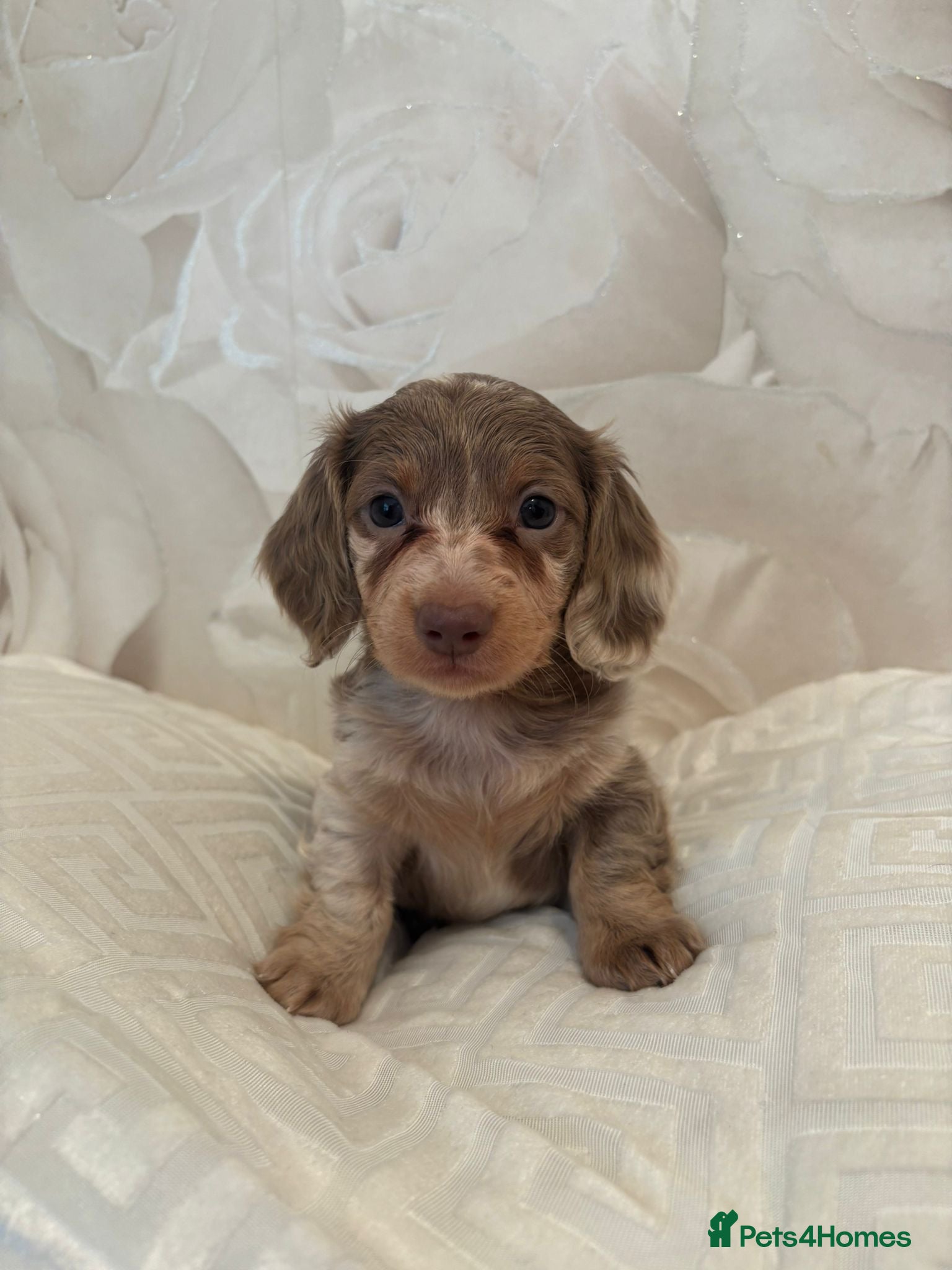 Dachshund dogs Miniature Isabella merle longhaired dachshund boy - Advert 6