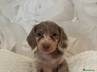 Dachshund dogs Miniature Isabella merle longhaired dachshund boy - Advert 6