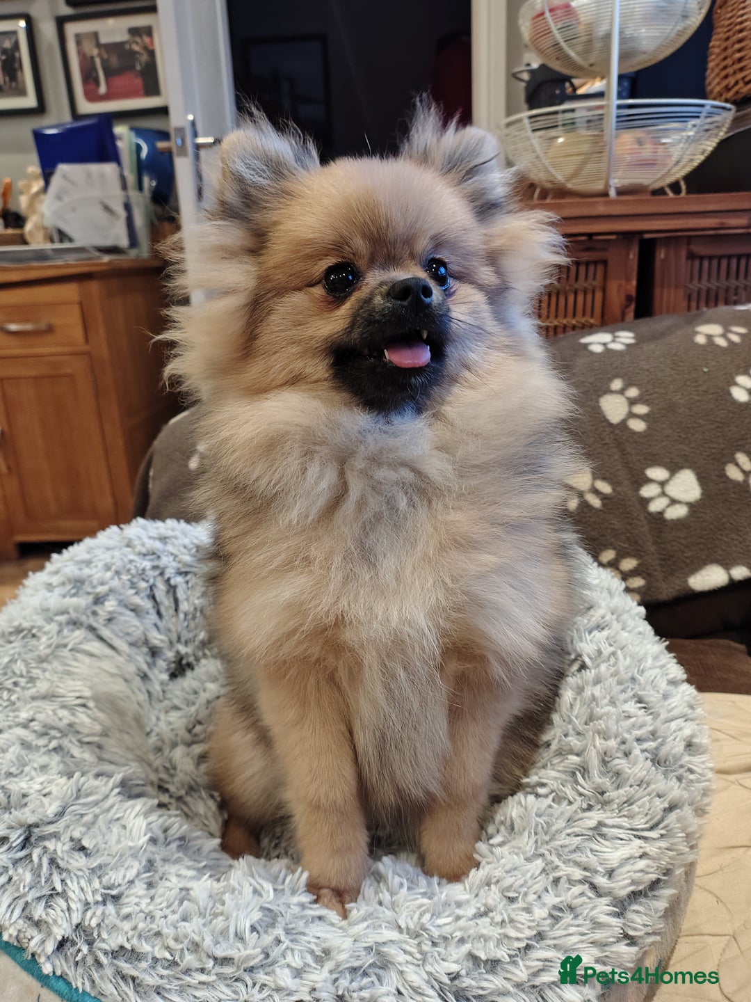 Pomeranian dogs for sale: Pom puppys with Kc reg , pedigree for sale - Advert 11
