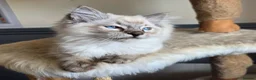 Ragdoll cats for sale: Gorgeous seal tabby male Ragdoll kittens  - Advert 24